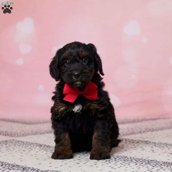 Snickers, Mini Bernedoodle Puppy